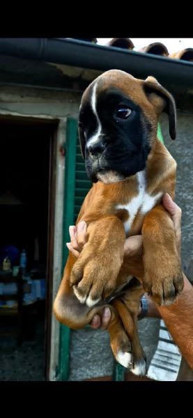 Cucciolata stupenda di boxer | Foto 0