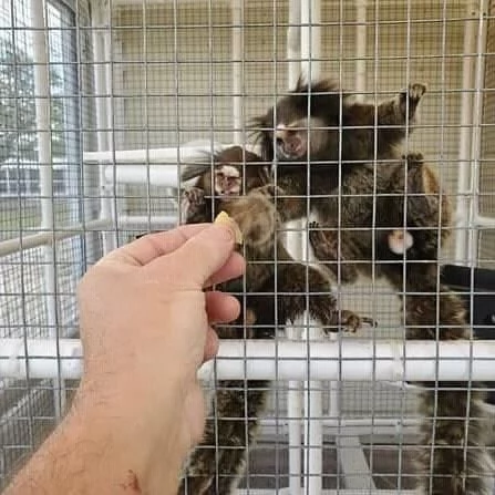 Affascinante scimmia Marmoset pigmea in vendita