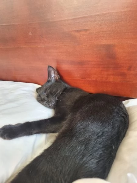 Gatto in cerca di casa