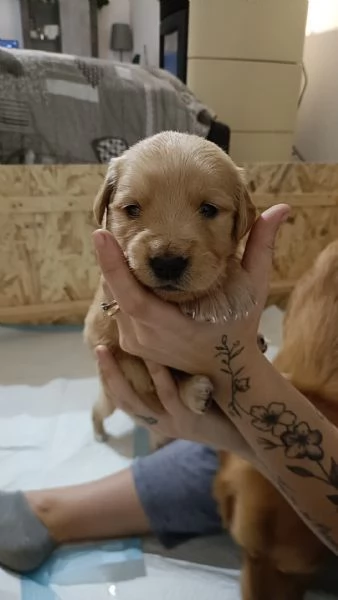 Cuccioli di Golden retriever con pedigree  | Foto 0