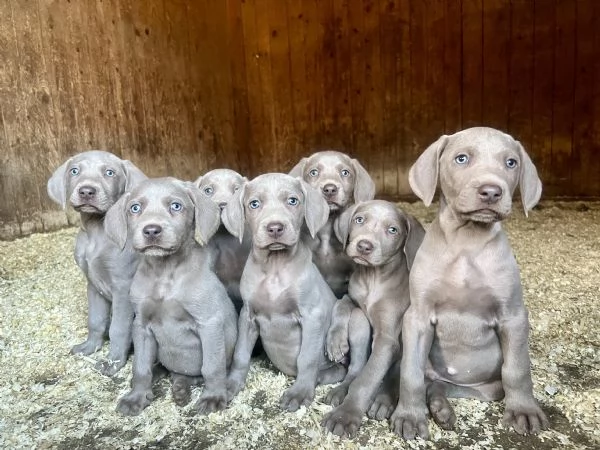 Cuccioli Weimaraner 