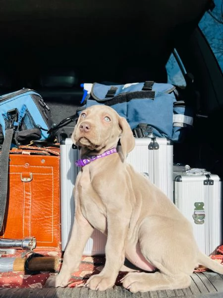 Cuccioli Weimaraner  | Foto 2