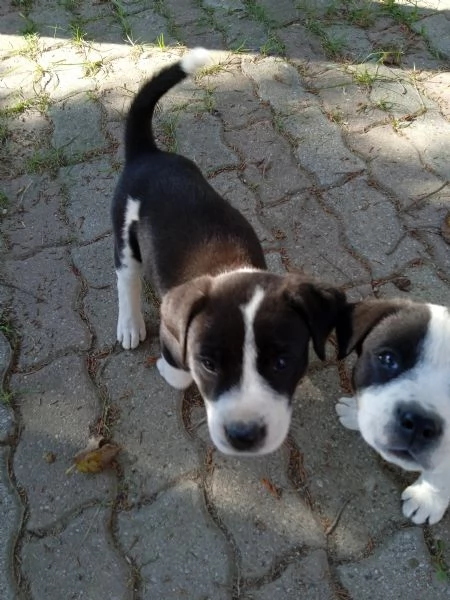 SEI CUCCIOLI DOLCI E TRANQUILLI 2 MASCHI E 4 FEMMINE CERCANO UNA CASA | Foto 3