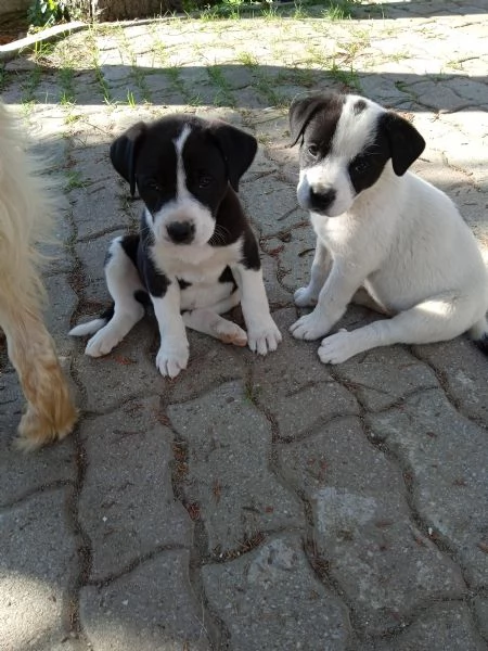 SEI CUCCIOLI DOLCI E TRANQUILLI 2 MASCHI E 4 FEMMINE CERCANO UNA CASA | Foto 1