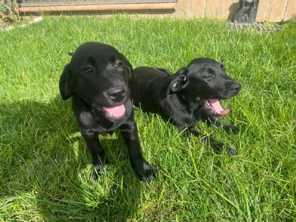  LABRADOR RETRIVER  | Foto 4