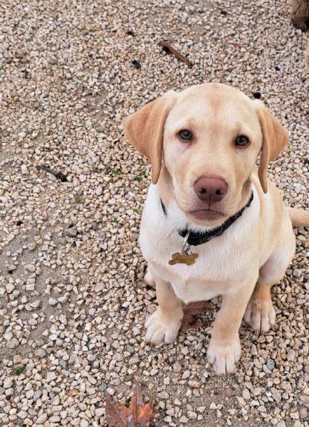  LABRADOR RETRIVER 