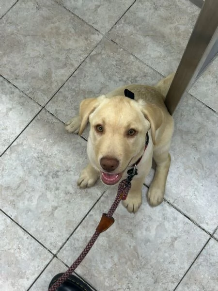  LABRADOR RETRIVER  | Foto 0