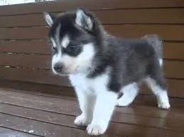 REGALO HUSKY