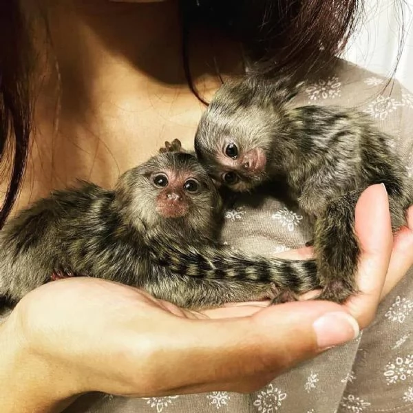 Adorabili scimmie marmoset disponibili