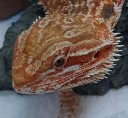 Pogona orange