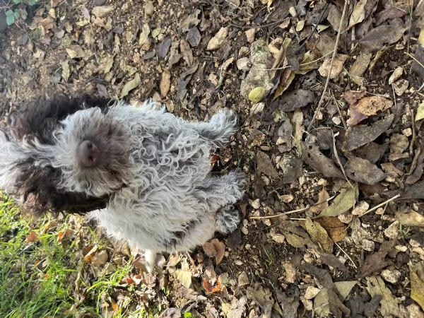 Cuccioli lagotto romagnolo  | Foto 3