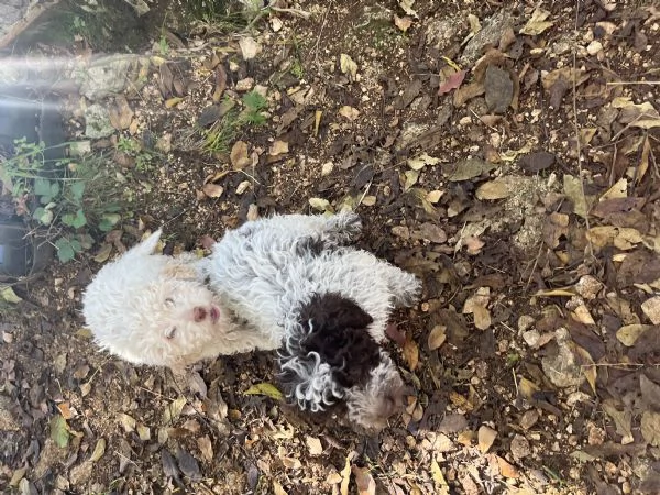 Cuccioli lagotto romagnolo  | Foto 0