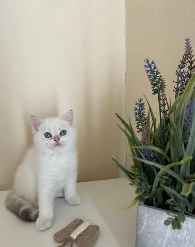 gattini british shorthair attivi