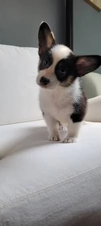 Cuccioli di Corgi da adottare