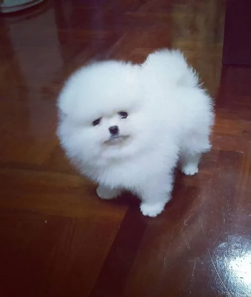 Cucciolo di Pomerania maschio