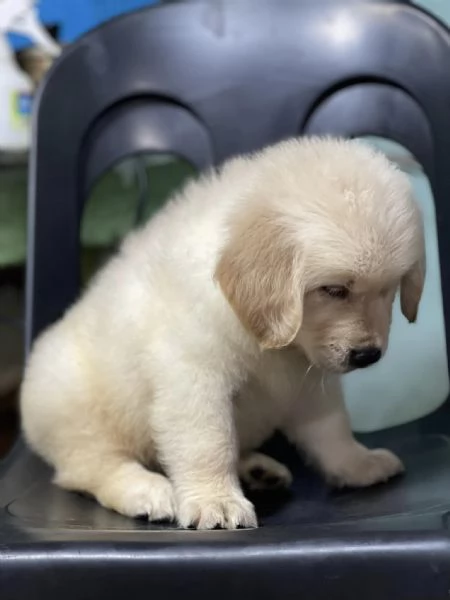 Due cuccioli maschietti di Golden retriever