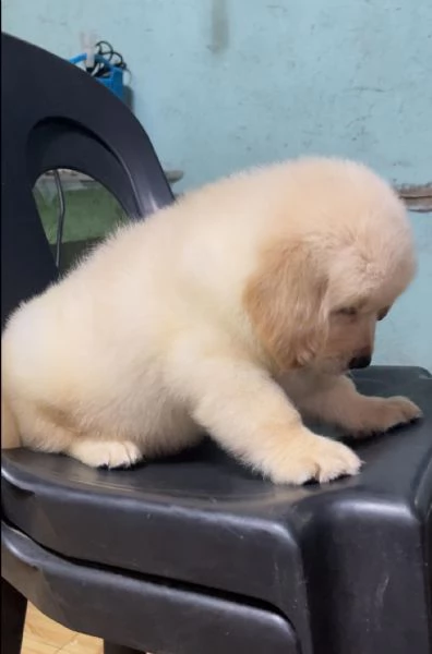 Due cuccioli maschietti di Golden retriever | Foto 0