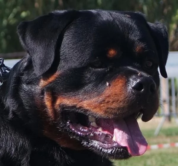 Cuccioli di Rottweiller selezionati 