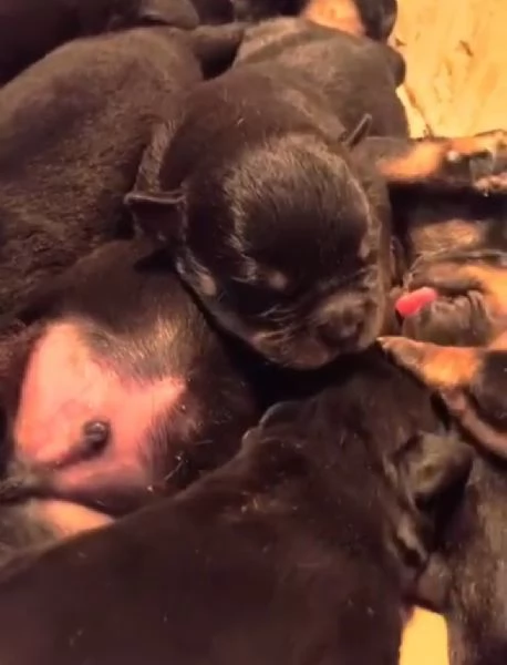 Cuccioli di Rottweiller selezionati  | Foto 0