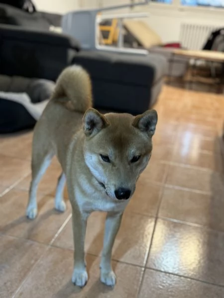 Shiba Inu maschio 3 anni | Foto 2