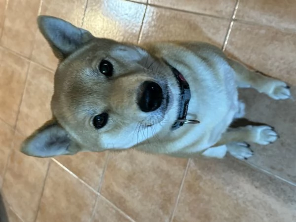 Shiba Inu maschio 3 anni | Foto 1