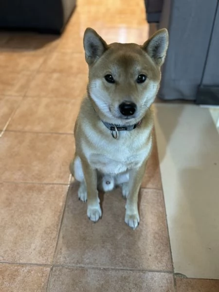 Shiba Inu maschio 3 anni | Foto 0