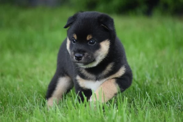 Due Shiba Inu con pedigree