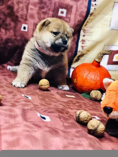 Disponibili due cucciole Shiba Inu