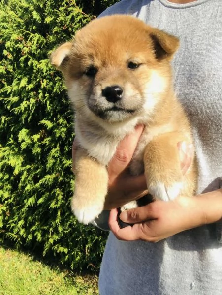 SHIBA INU cuccioli 