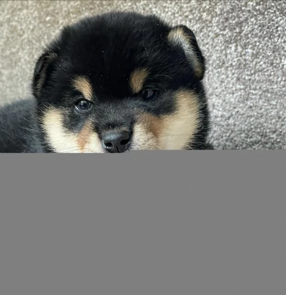 Cuccioli di Shiba Inu | Foto 0