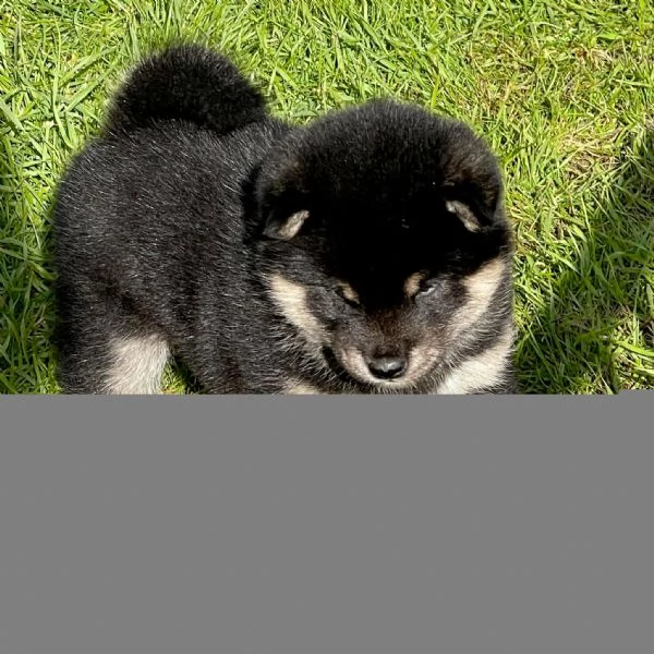 Cuccioli di Shiba Inu