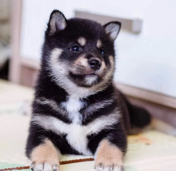 Due cucciole Shiba Inu