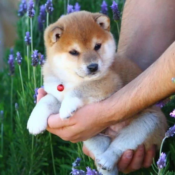 Due cucciole Shiba Inu | Foto 0