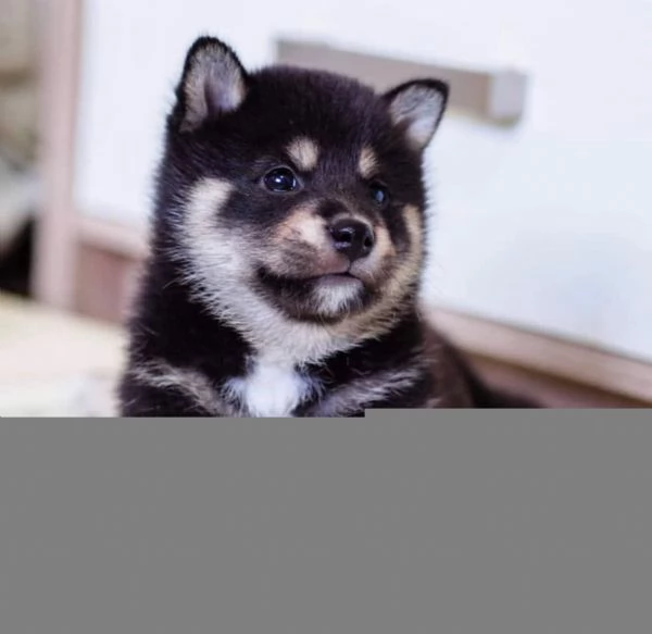 SHIBA INU cuccioli  | Foto 0