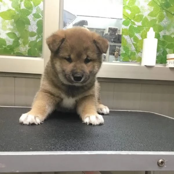 Shiba Inu maschio e femmina