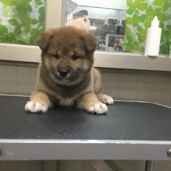 Shiba Inu maschio e femmina | Foto 0