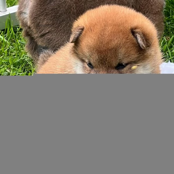 Shiba inu cuccioli  | Foto 0