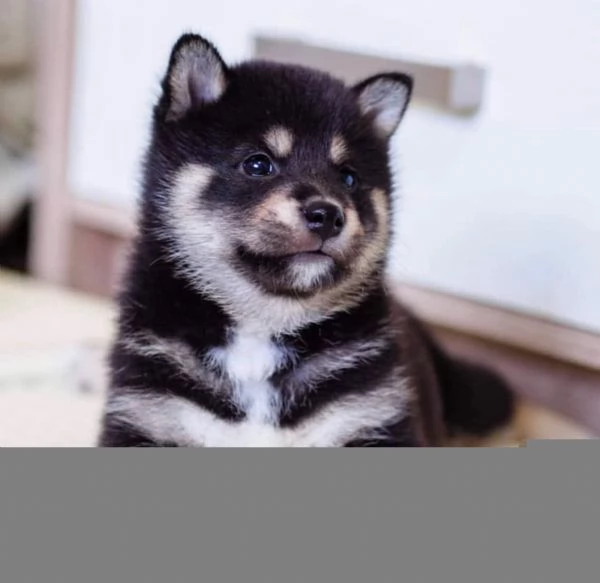 Cuccioli di shiba inu 3 mesi