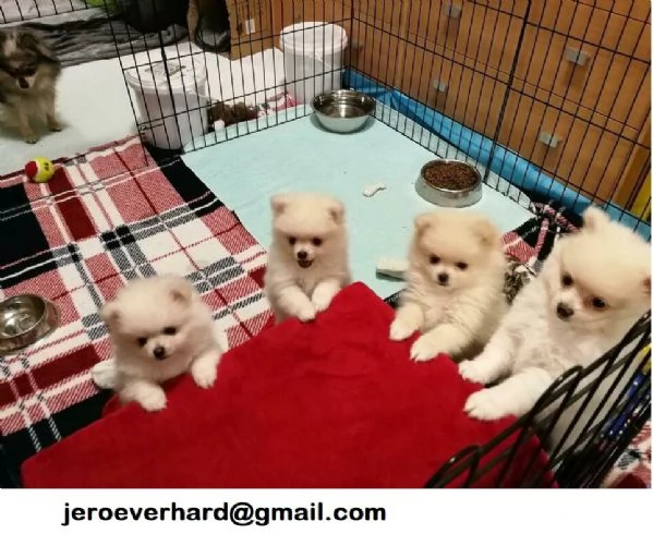 Regalo Cuccioli di Pomerania fantastici