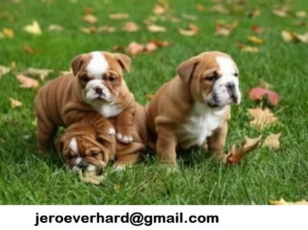 Regalo Cuccioli di bulldog inglese