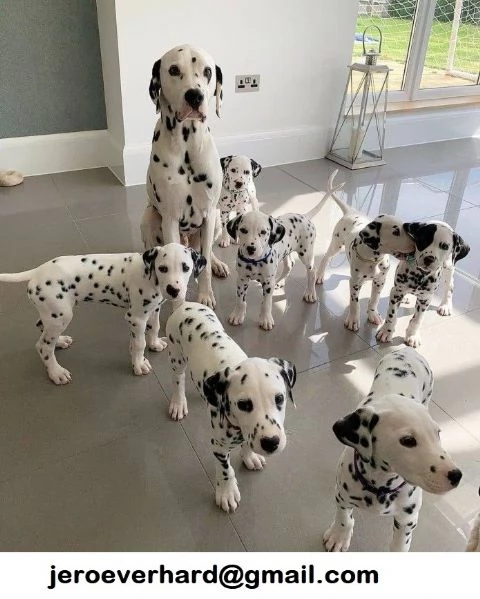 Regalo Cuccioli di dalmata