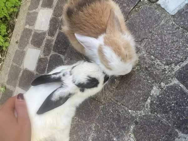 Regalo coniglietto nano di due mesi  | Foto 0