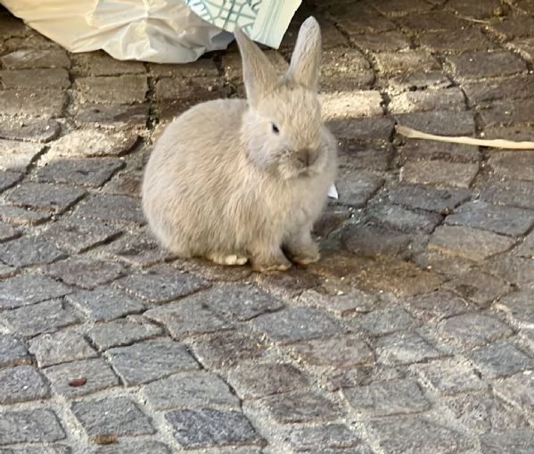 Coniglio baby maschio cerca casa   SOLO LIBERO