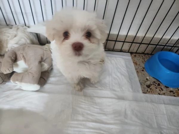 Vendo cuccioli di bichon maltese 