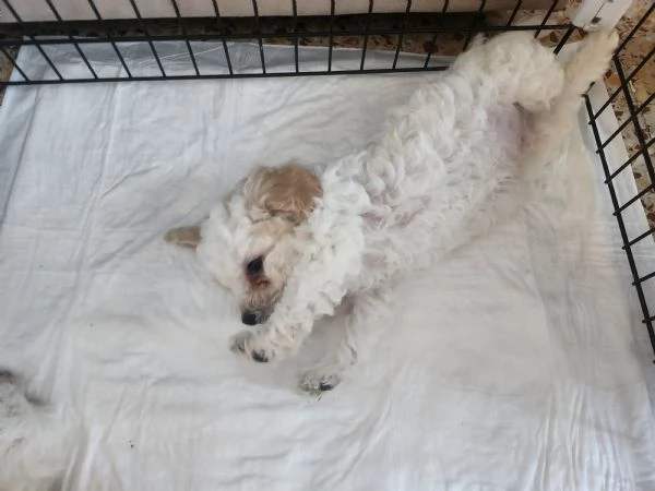 Vendo cuccioli di bichon maltese  | Foto 5