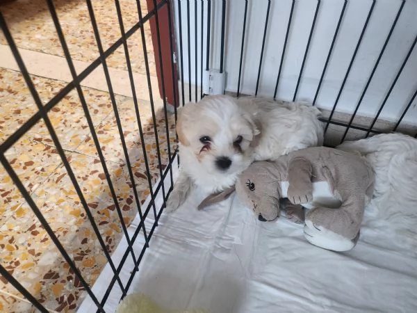 Vendo cuccioli di bichon maltese  | Foto 4