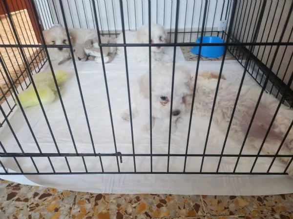 Vendo cuccioli di bichon maltese  | Foto 3