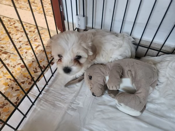 Vendo cuccioli di bichon maltese  | Foto 2