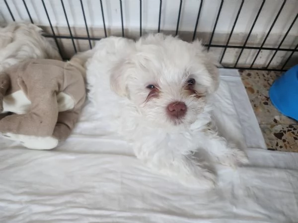 Vendo cuccioli di bichon maltese  | Foto 1