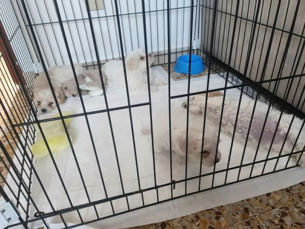 Vendo cuccioli di bichon maltese  | Foto 0